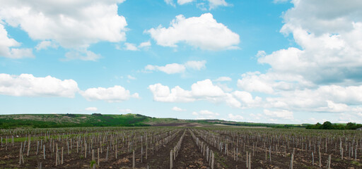  Young vineyard in spring, long rows of vines with columns on a background of blue sky and white clouds