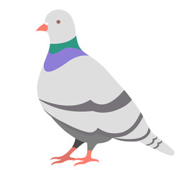 鳩 ハト はと pigeon