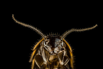 Fotografia macro de un pequeño escarabajo 
