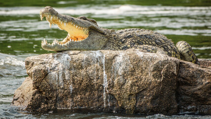 Crocodile with open mouth in Nile river over rock