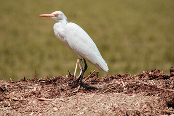 great blue heron