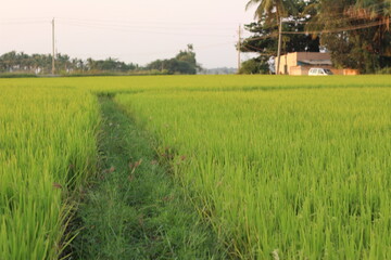 rice field in davangere india