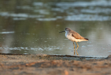 Marsh Sandpiper at Alba Marsh, Bahrain