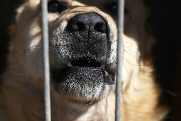 the nose of a large dog sitting behind bars.
