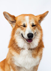 welsh corgi dog smiling on a white background.