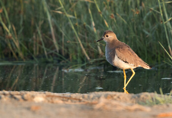 White-tailed plover