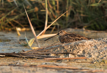 Common snipe hiding behind a mound