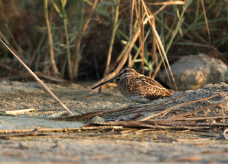 Common snipe, Bahrian