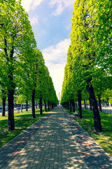 Alley to the Freedom Monument in the center of Riga. A city without tourists and passers-by are rare. COWID-19. Riga city park. Riga, Latvia