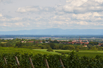 Fototapeta na wymiar Panoramic wide view over agricultural vineyards in the Alsace, France, with the village of Obernai in the sunny background.