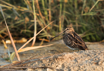 Common snipe at Alba Marsh, Bahrain