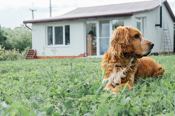 Red-haired cute spaniel dog in the yard
