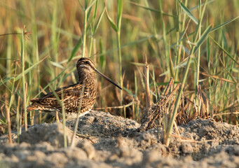 Common snipe in the grasses