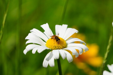 Fototapeta premium Kwiat stokrotki, który zatrzymuje pszczoły