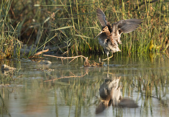 Common snipe raising its wings