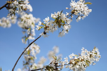 Cherry blossom, white flowers, full bloom. A bee is foraging, is collecting nectar.