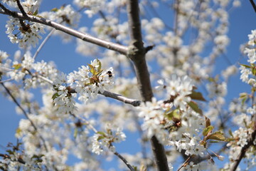 Cherry blossom, white flowers, full bloom. A bee is foraging, is collecting nectar.