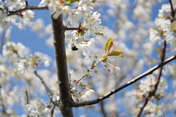 Cherry blossom, white flowers, full bloom. A bee is foraging, is collecting nectar.