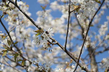 Cherry blossom, white flowers, full bloom. A bee is foraging, is collecting nectar.