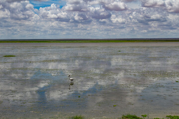 Salz See in Kenia Amboseli Nationalpark mit Spiegelung der Wolken und Vögel 