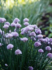 Decorative onion grows and blooms on a flowerbed in the garden