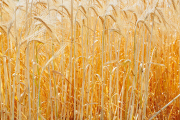 wheat in the field