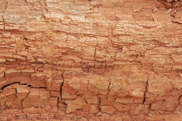Brown background from the bark of an old tree