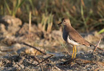 White-tailed Lapwing and a drop of water falling from the beak, Bahrain