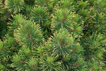 Branches of decorative Christmas trees with yellow tips