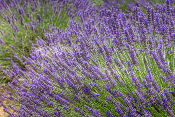Lavender field in Provence, south of France