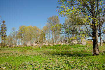 Naklejka premium Petasites hybridus the butterbur leaves growing by pond in old abandoned Adila manor ruins park in Estonia, Europe. Butterbur is believed to be good herbal medicine plant.