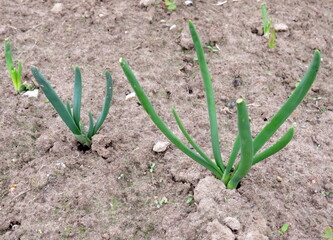 Young sprout green onions in the garden