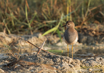 Beautiful White-tailed Lapwing