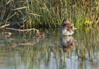 Common snipe at Alba Marsh, Bahrain