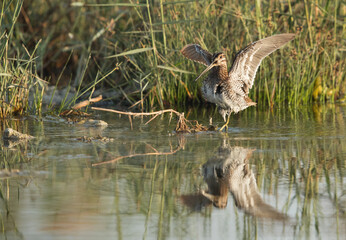 Common snipe raising its wings at Alba Marsh