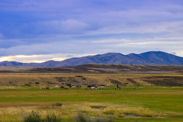 A shepherd grazes a herd of cows against a sunset in the mountains of Kazakhstan. Agriculture