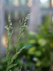 Background with grass.In summer, high lawn grass, thin blades of grass close up, blurred background.