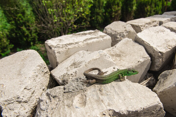 .green lizard on white stones in the garden