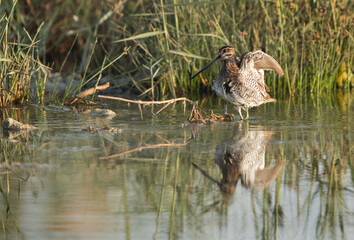 Common snipe raising its wings, Alba Marsh, Bahrain