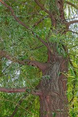 Salix alba, the white willow tree close view