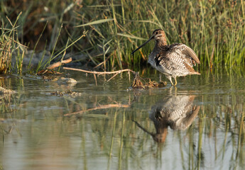 Common snipe near green grasses, Bahrain