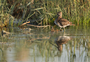 Common snipe in Alba Marsh, Bahrain