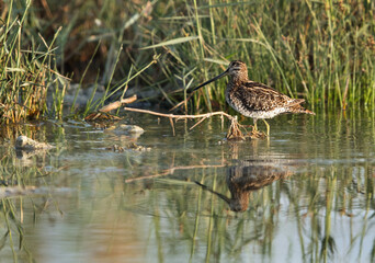 Common snipe, Bahrain