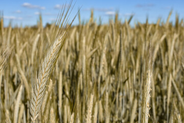 field of wheat