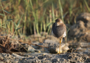 White-tailed Lapwing resting on one leg, Alba Marsh, Bahrain
