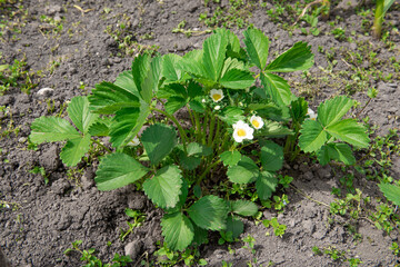 green bush garden strawberries with flowers. Strawberry plant. Blossoming of strawberry
