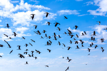 A group of sandhill cranes flying in the clear blue sky. in the morning light.at Nong Han Kumphawapi Lake