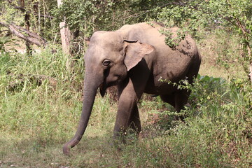 Fototapeta na wymiar Safari Hurulu Eco Park Sri Lanka éléphants 