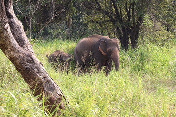 Safari Hurulu Eco Park Sri Lanka éléphants 