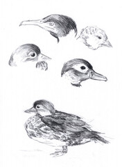 Sketch of different heads of birds, ducks, charcoal